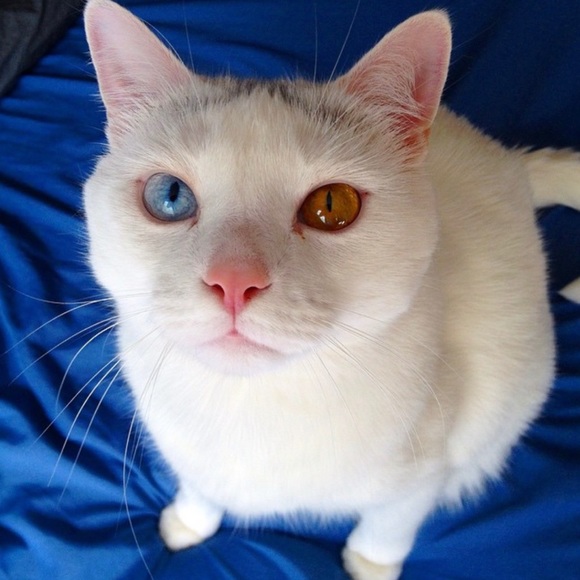 Meet your Posher, Joseph - Picture 3 of 5